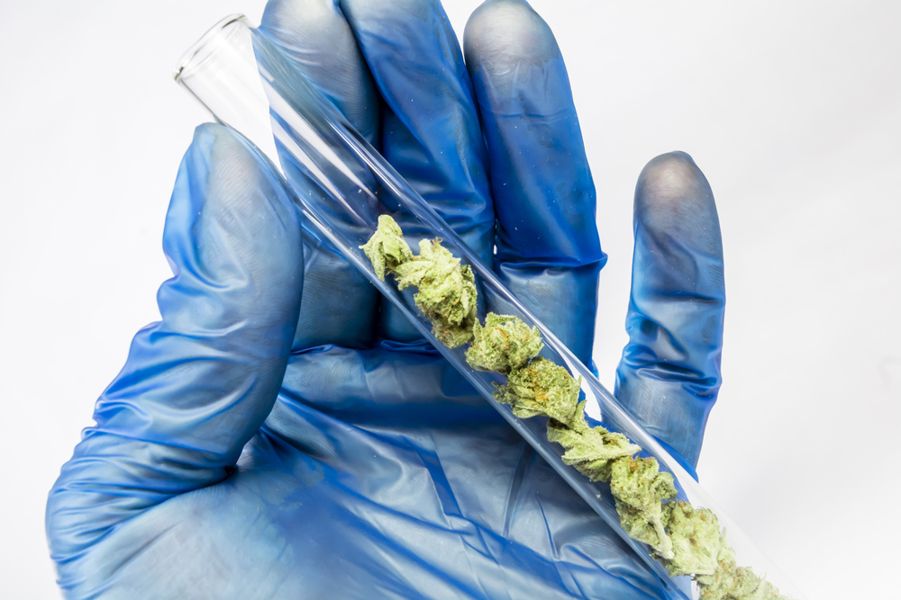 Cannabis Research Licence Paves Way for Knowledge Translation From ND to MD