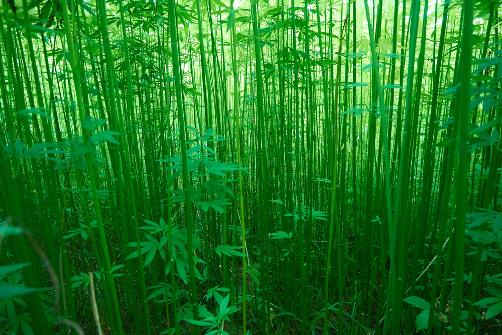 New Guidance by Health Canada for Industrial Hemp Licensing in Canada – A Quick Overview