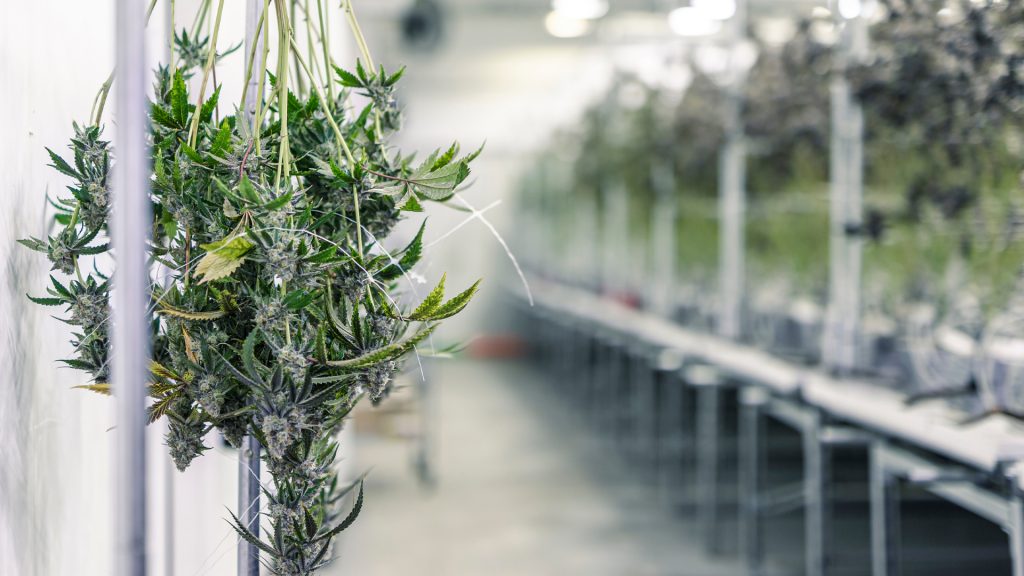 Commercial Cannabis Cultivation: Licences for Cultivating Cannabis in Canada